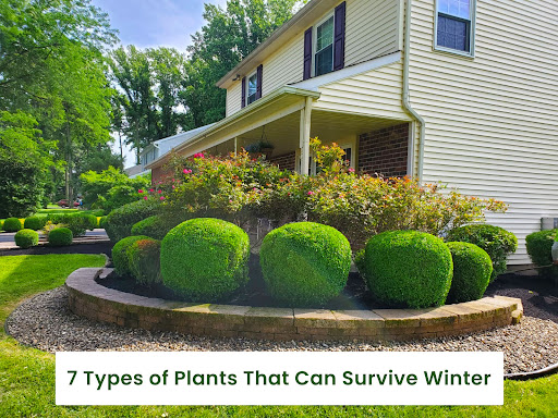 7-Types-of-Plants-That-Can-Survive-Winter