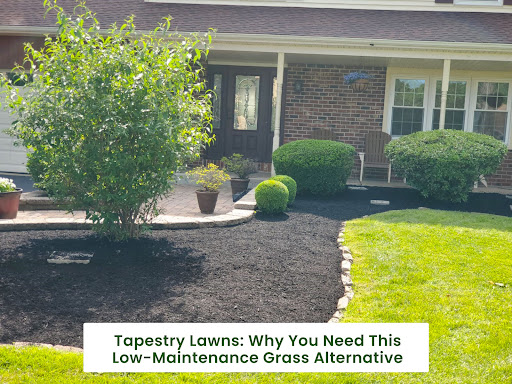 Tapestry-Lawns-Why-You-Need-This-Low-Maintenance-Grass-Alternative
