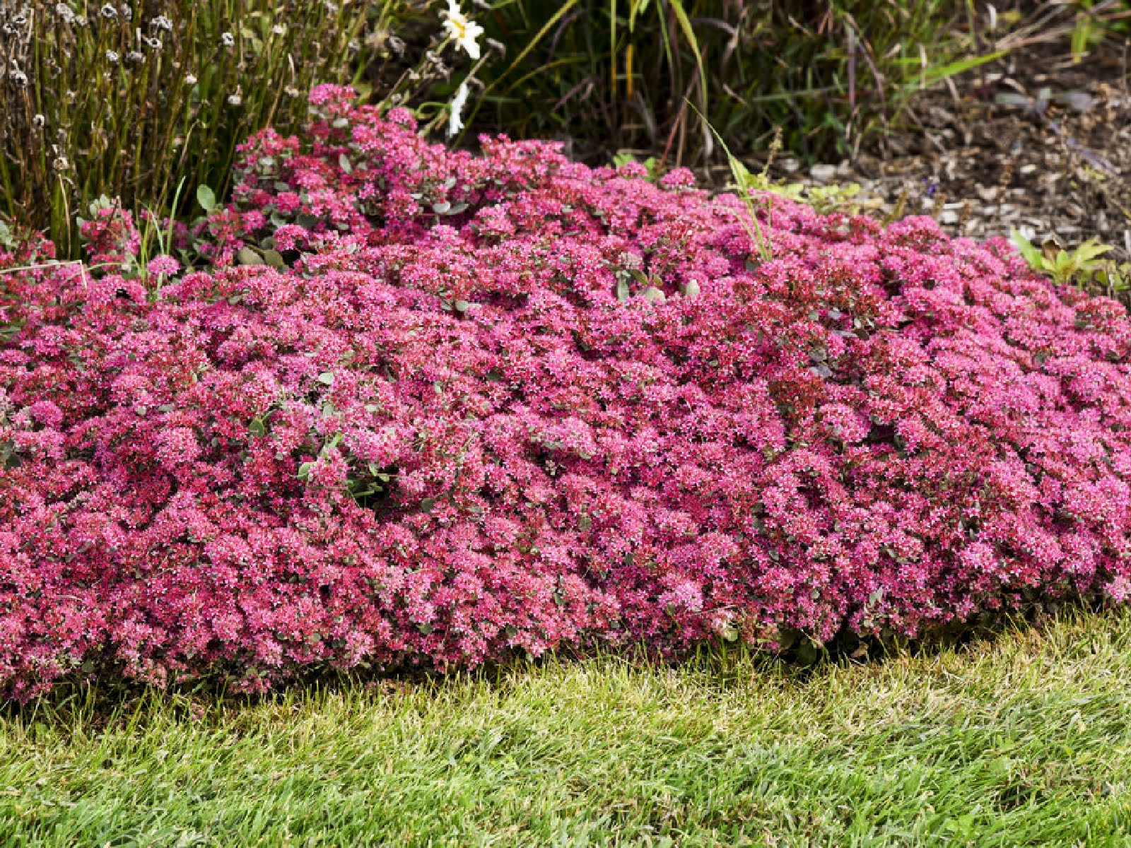 best-flowers-shrubs-to-thrive-in-late-summer-heat-1