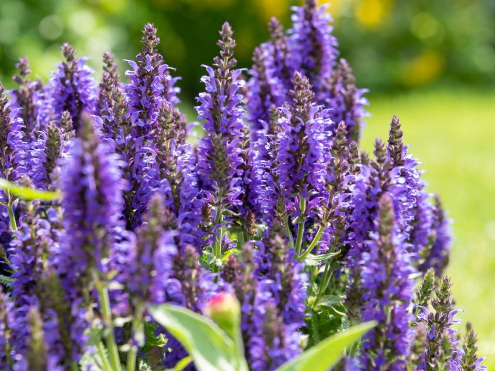 best-flowers-shrubs-to-thrive-in-late-summer-heat-10