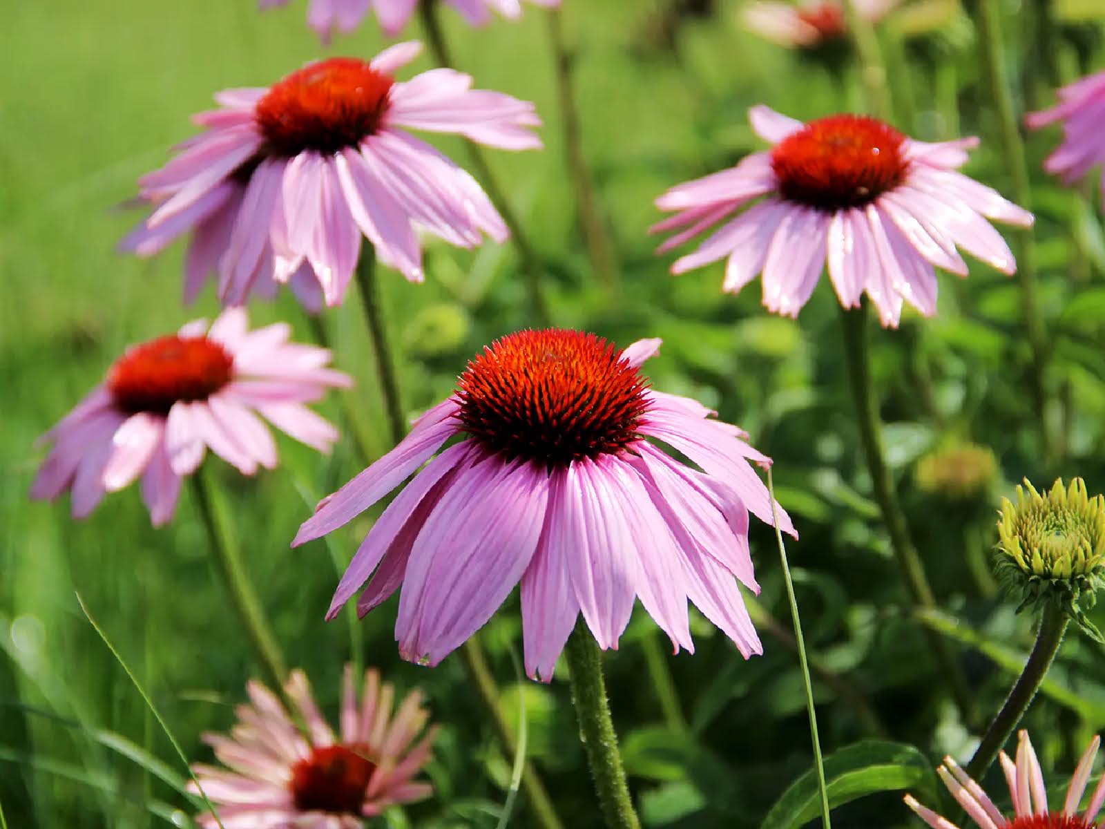 best-flowers-shrubs-to-thrive-in-late-summer-heat-2