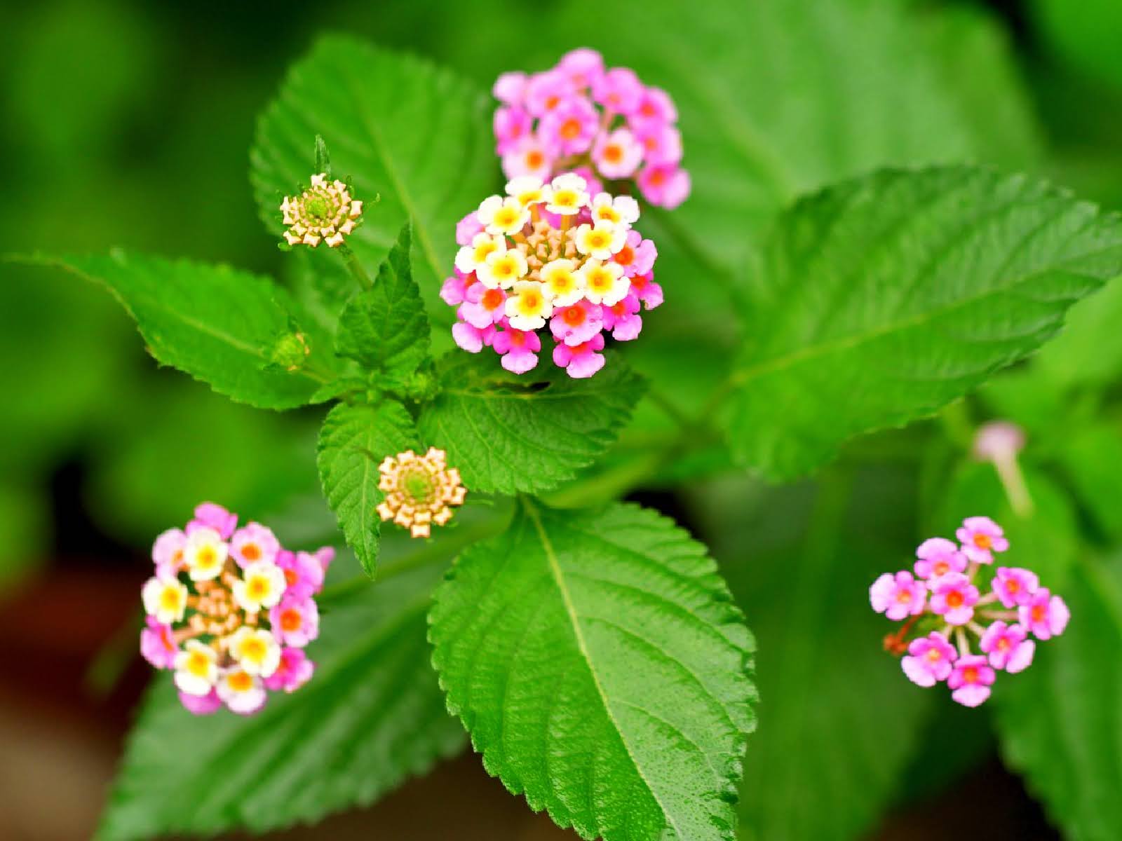 best-flowers-shrubs-to-thrive-in-late-summer-heat-3