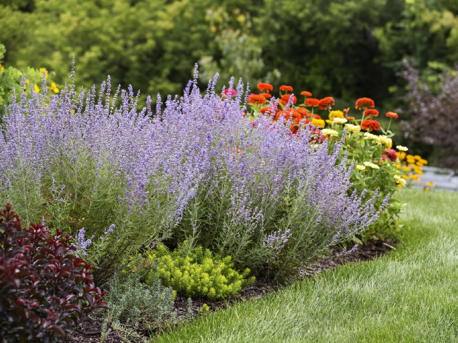 best-flowers-shrubs-to-thrive-in-late-summer-heat-4