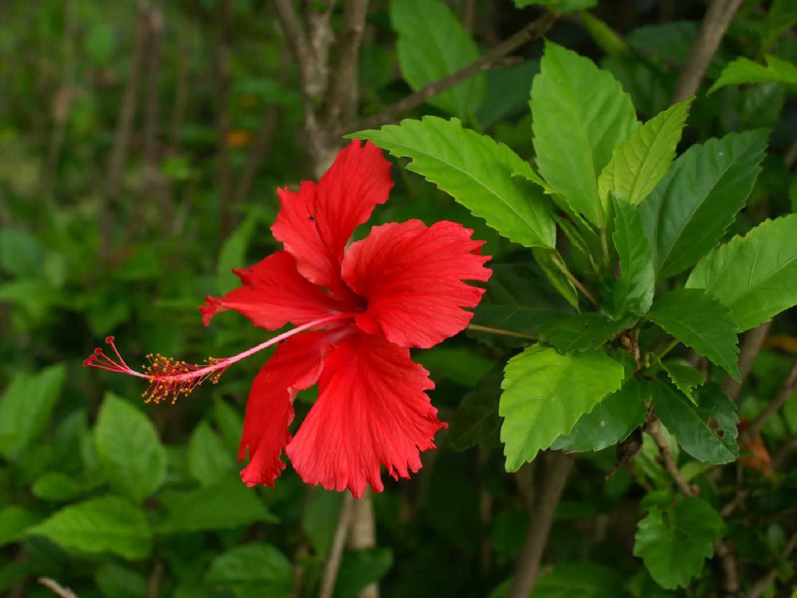 best-flowers-shrubs-to-thrive-in-late-summer-heat-5