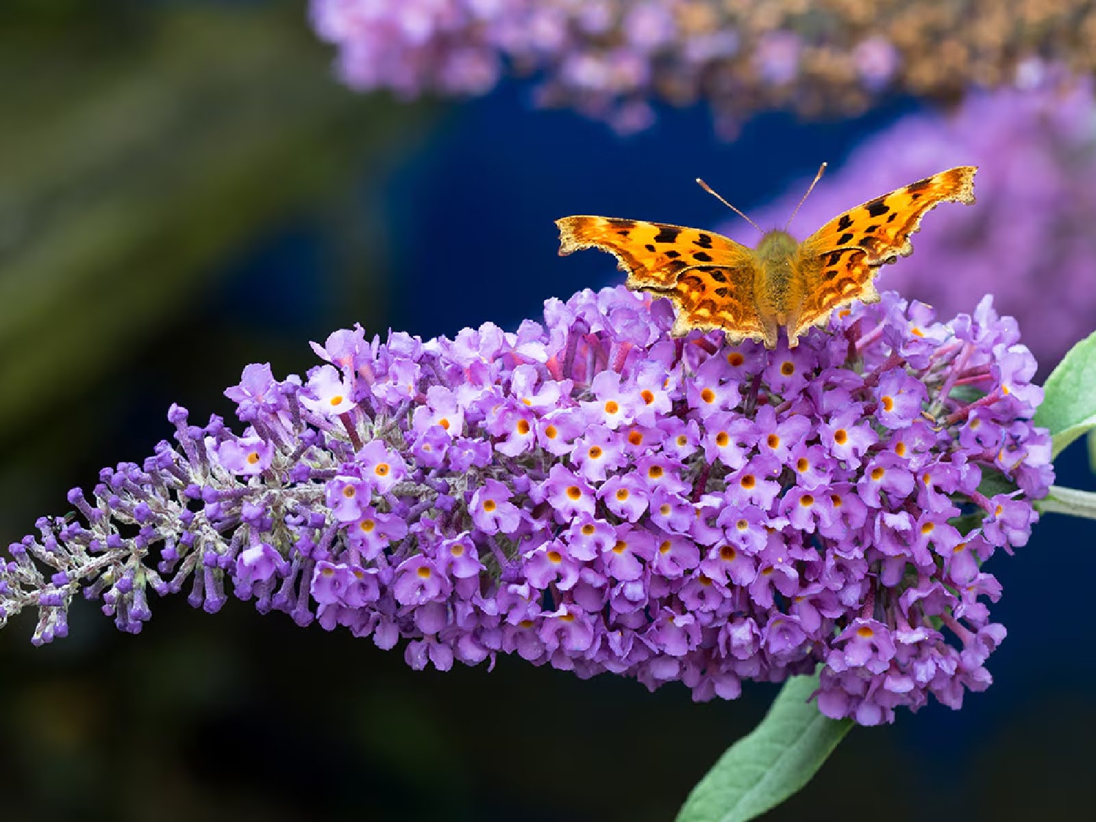 best-flowers-shrubs-to-thrive-in-late-summer-heat-6