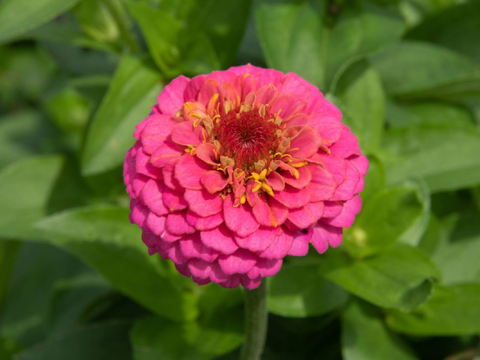 best-flowers-shrubs-to-thrive-in-late-summer-heat-7