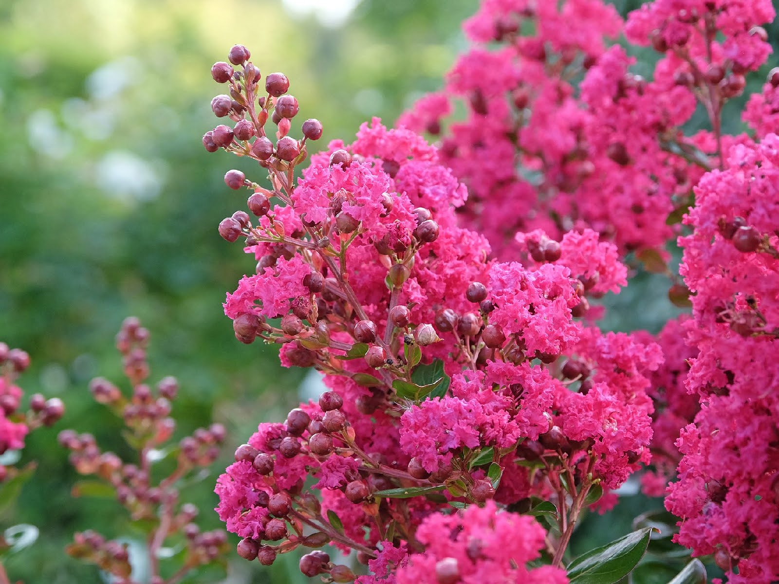 best-flowers-shrubs-to-thrive-in-late-summer-heat-8