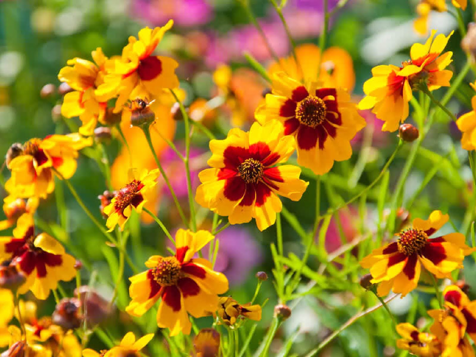 best-flowers-shrubs-to-thrive-in-late-summer-heat-9