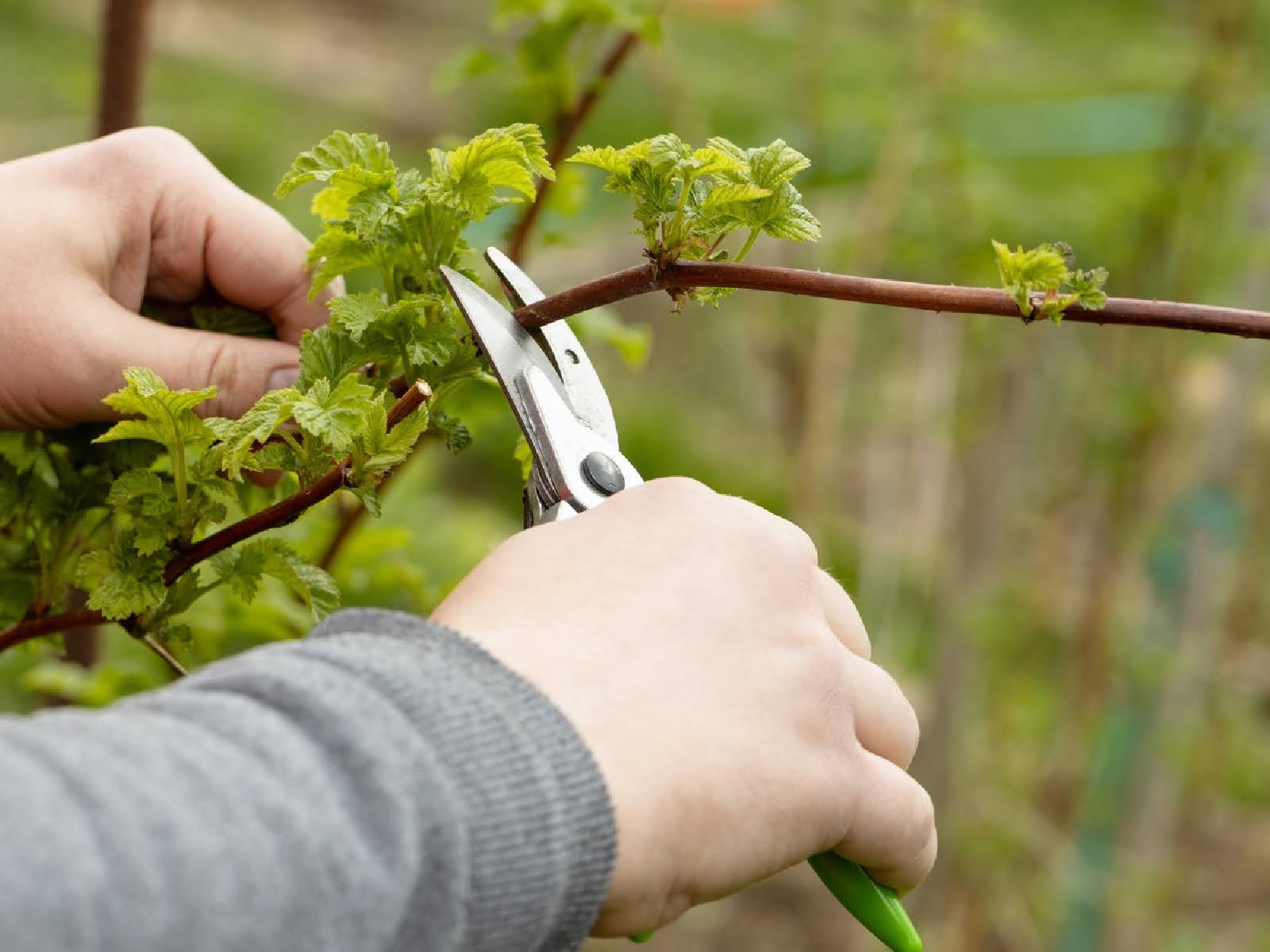 fall-tree-care-pruning-trimming-tips-for-a-healthy-yard-1