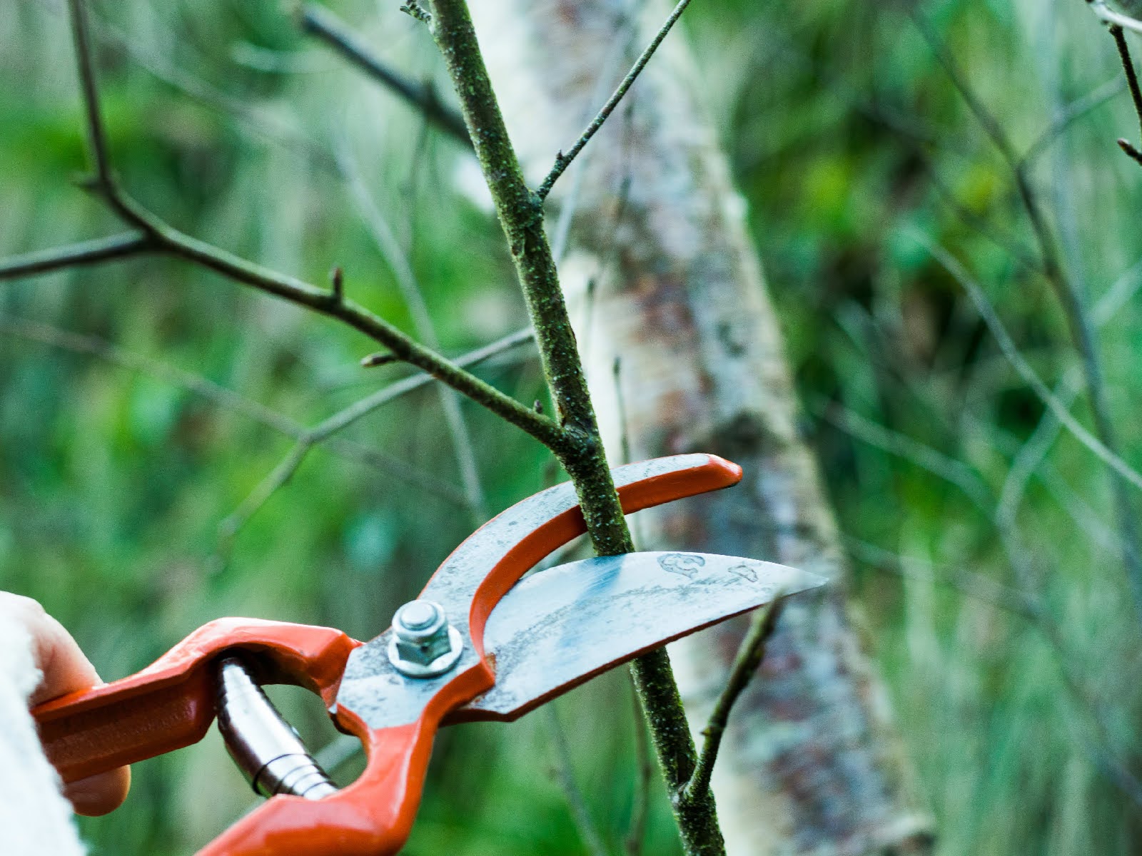 fall-tree-care-pruning-trimming-tips-for-a-healthy-yard-3