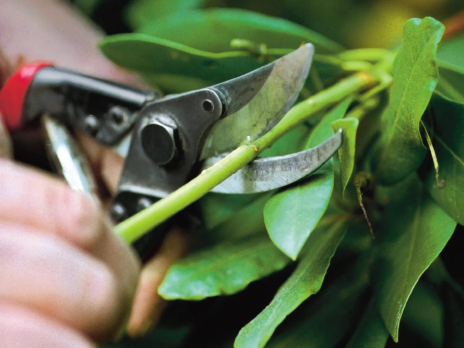 fall-tree-care-pruning-trimming-tips-for-a-healthy-yard-4