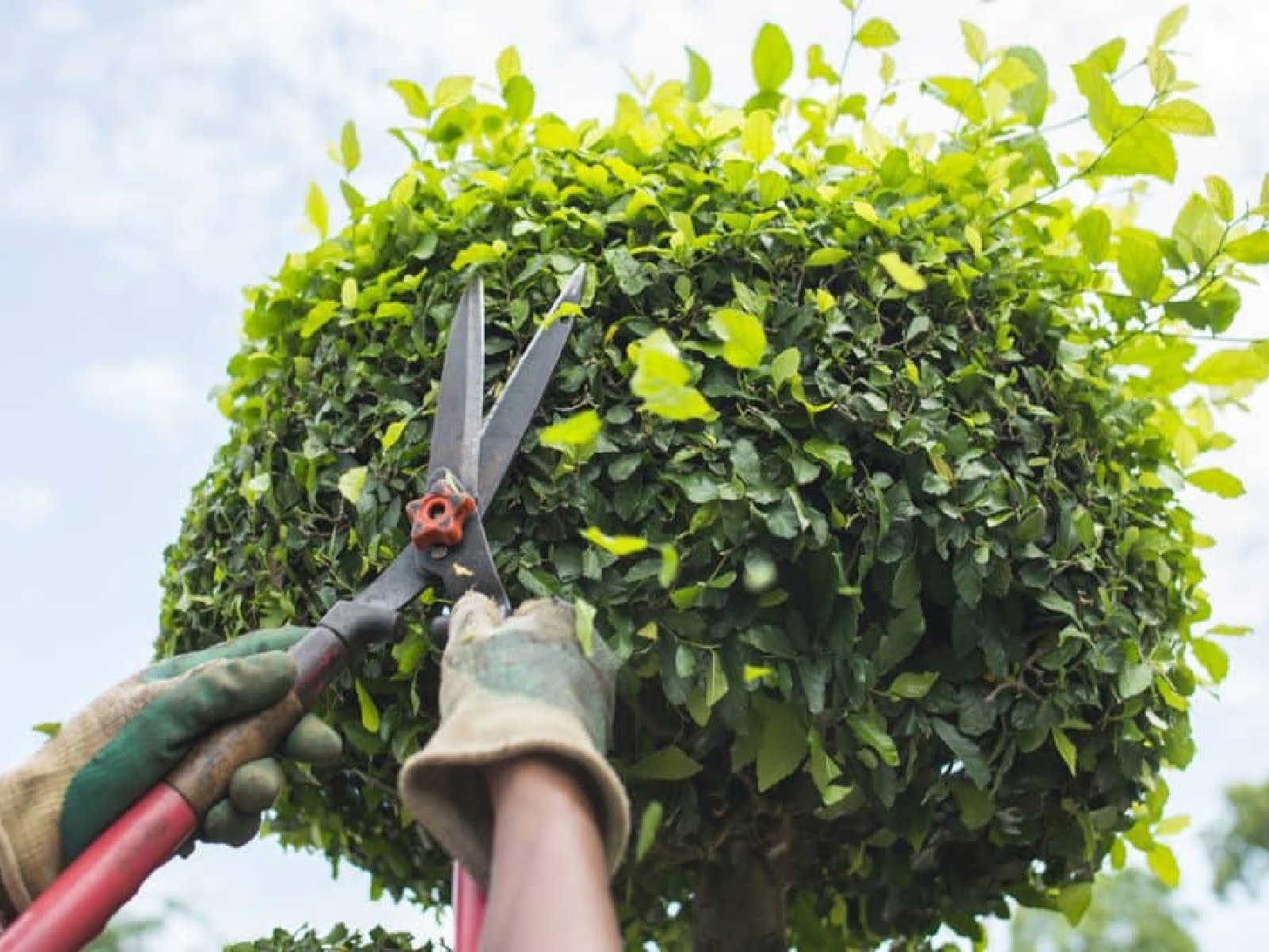 fall-tree-care-pruning-trimming-tips-for-a-healthy-yard-5