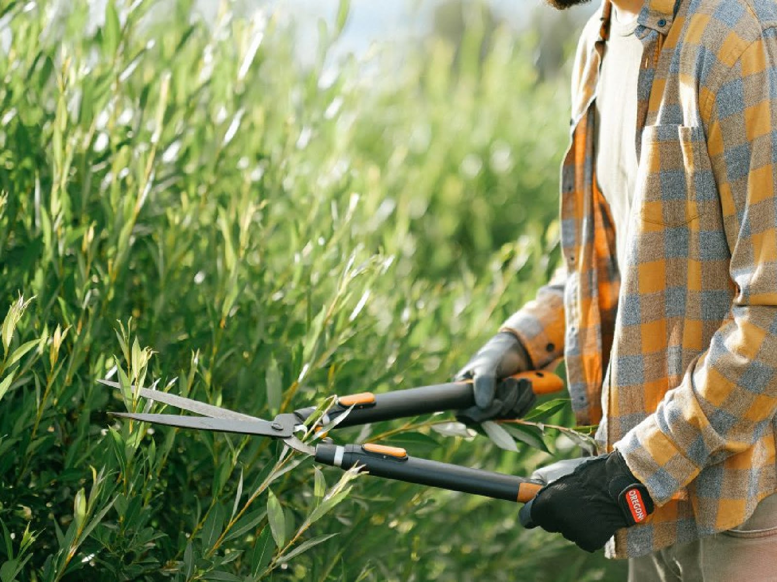 fall-tree-care-pruning-trimming-tips-for-a-healthy-yard-8