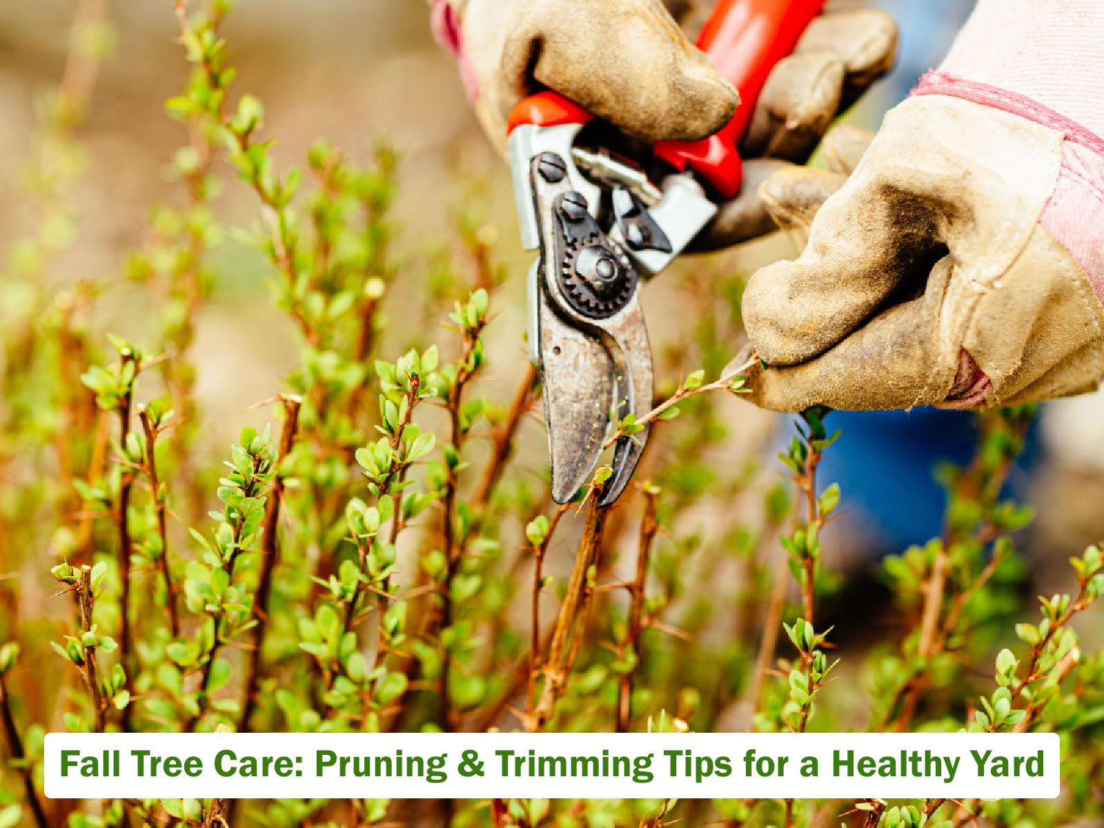 fall-tree-care-pruning-trimming-tips-for-a-healthy-yard