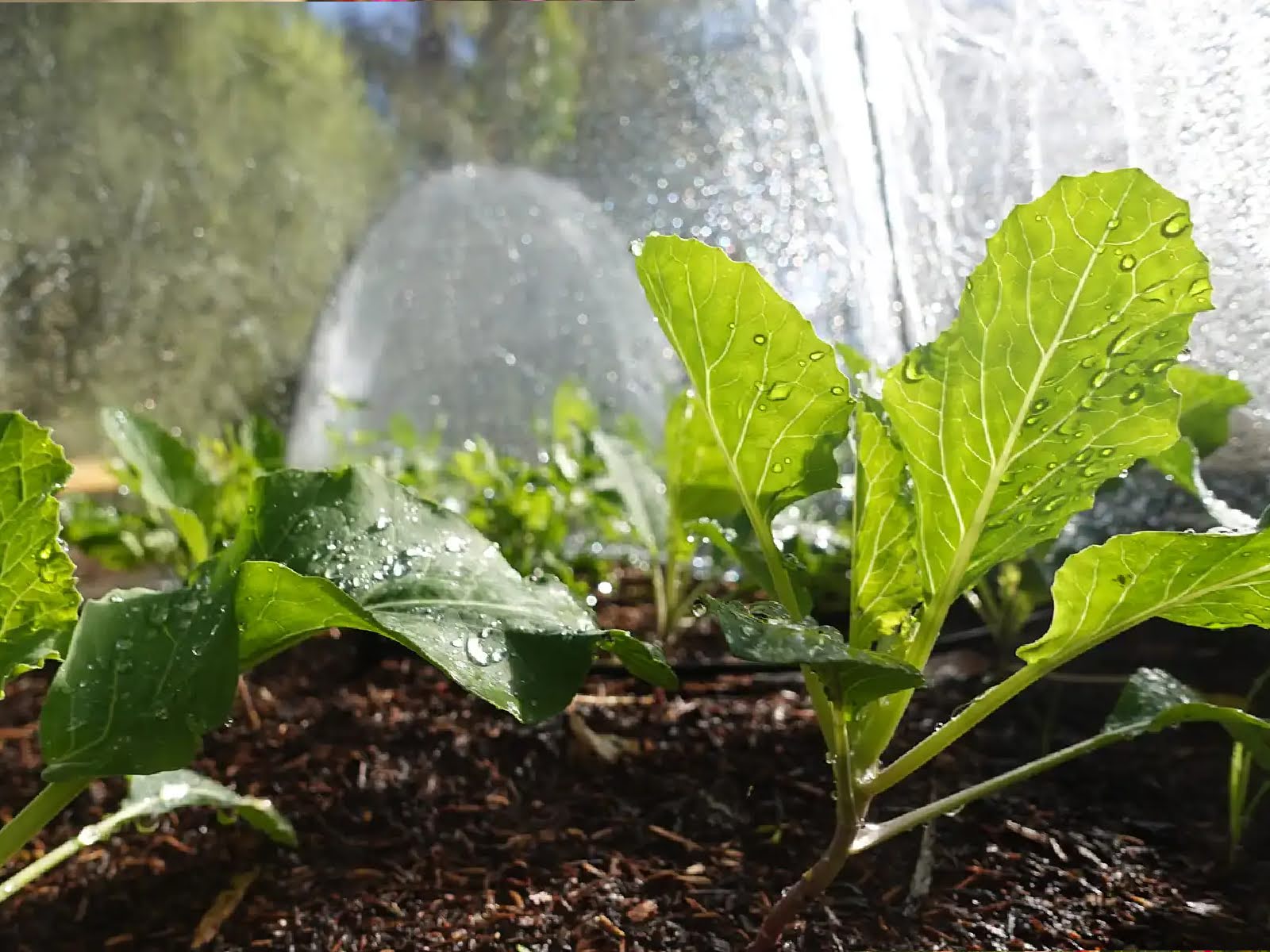 landscaping-checklist-what-to-prune-plant-and-protect-3