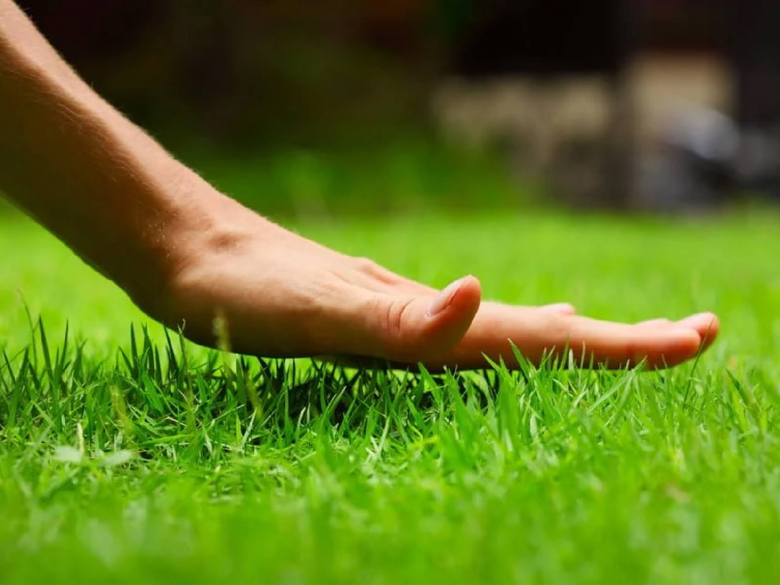 landscaping-checklist-what-to-prune-plant-and-protect-5