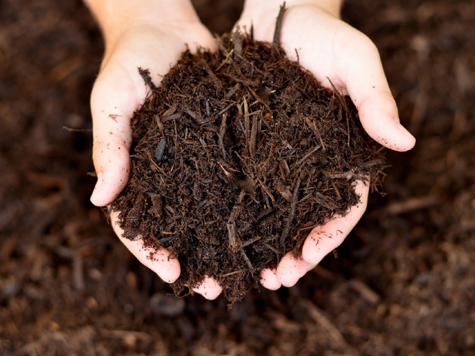 landscaping-checklist-what-to-prune-plant-and-protect-6