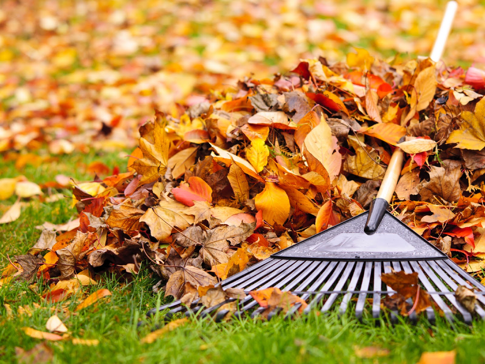 october-checklist-essential-lawn-and-garden-tasks-before-winter-3