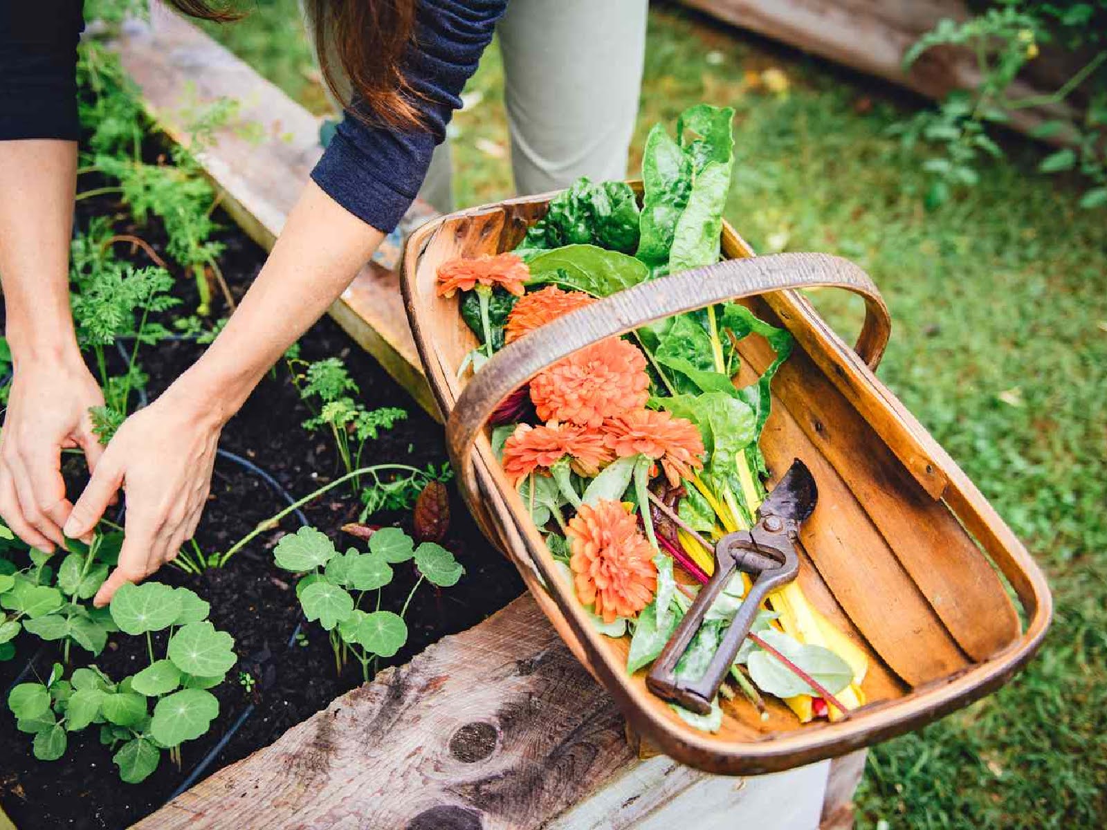 october-checklist-essential-lawn-and-garden-tasks-before-winter-5