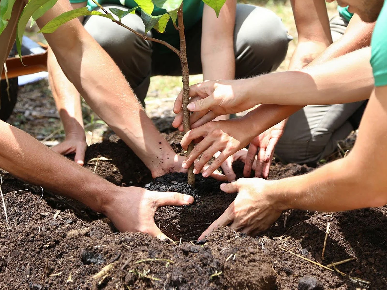 october-checklist-essential-lawn-and-garden-tasks-before-winter-6